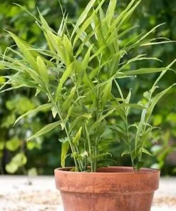 Fast Growing Trees Our Newest Arrivals Ginger Plant