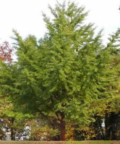 Fast Growing Trees Ginkgo Tree Ginkgo Trees 12 Fast Growing Trees Ginkgo Tree Ginkgo Trees