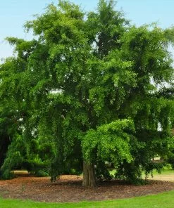 Fast Growing Trees Ginkgo Tree Ginkgo Trees 10 Fast Growing Trees Ginkgo Tree Ginkgo Trees