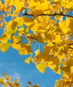 Fast Growing Trees Ginkgo Tree Ginkgo Trees 11 Fast Growing Trees Ginkgo Tree Ginkgo Trees