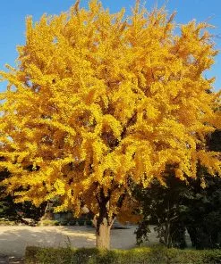 Fast Growing Trees Ginkgo Tree Ginkgo Trees