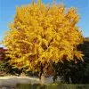 Fast Growing Trees Ginkgo Tree Ginkgo Trees 1 Fast Growing Trees Ginkgo Tree Ginkgo Trees