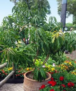 Fast Growing Trees Glenn Mango Tree 12 Fast Growing Trees Glenn Mango Tree