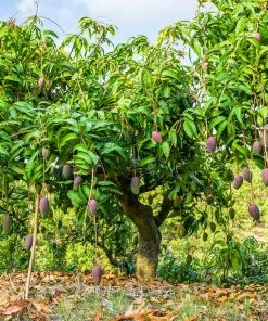 Fast Growing Trees Glenn Mango Tree 13 Fast Growing Trees Glenn Mango Tree