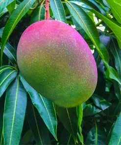 Fast Growing Trees Mango Kit