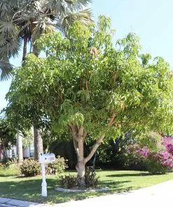 Fast Growing Trees Glenn Mango Tree 14 Fast Growing Trees Glenn Mango Tree