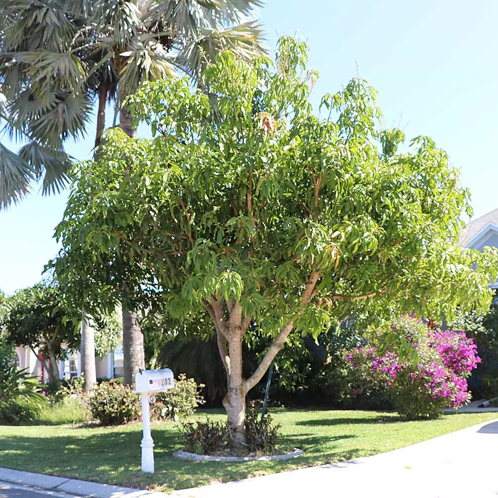 Fast Growing Trees Glenn Mango Tree 7 Fast Growing Trees Glenn Mango Tree