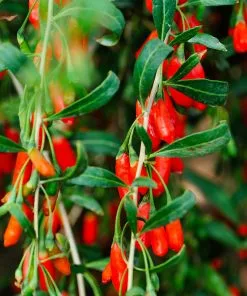 Fast Growing Trees Goji Berry - USDA Organic See All Fruit Trees