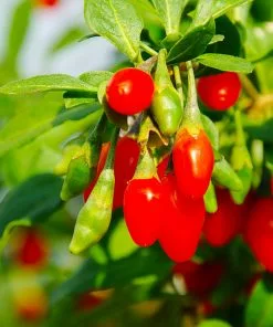Fast Growing Trees Goji Berry See All Fruit Trees 12 Fast Growing Trees Goji Berry See All Fruit Trees