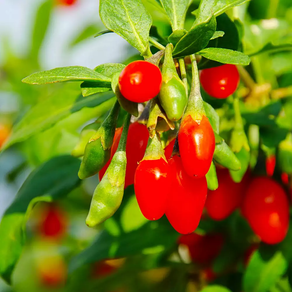 Fast Growing Trees Goji Berry See All Fruit Trees 7 Fast Growing Trees Goji Berry See All Fruit Trees