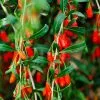 Fast Growing Trees Goji Berry See All Fruit Trees 2 Fast Growing Trees Goji Berry See All Fruit Trees