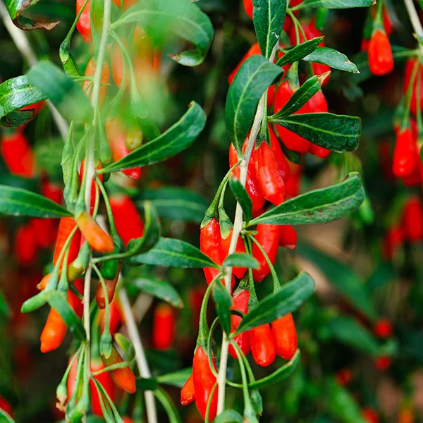 Fast Growing Trees Goji Berry - USDA Organic See All Fruit Trees 3 Fast Growing Trees Goji Berry - USDA Organic See All Fruit Trees