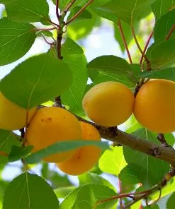 Fast Growing Trees Our Newest Arrivals Gold Kist Apricot Tree 8 Fast Growing Trees Our Newest Arrivals Gold Kist Apricot Tree