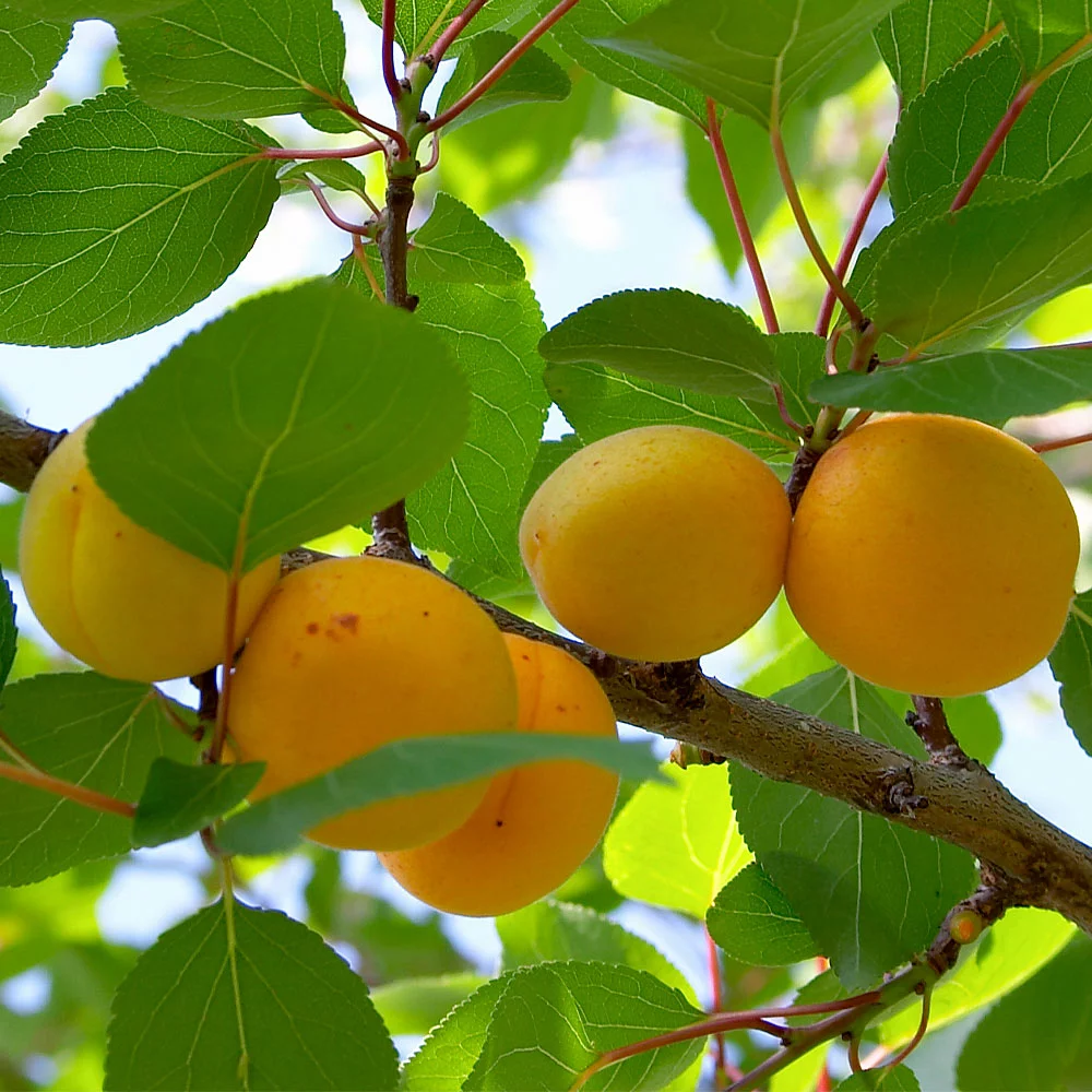 Fast Growing Trees Our Newest Arrivals Gold Kist Apricot Tree 5 Fast Growing Trees Our Newest Arrivals Gold Kist Apricot Tree