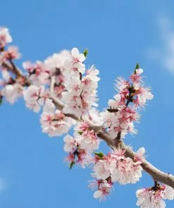 Fast Growing Trees Our Newest Arrivals Gold Kist Apricot Tree 9 Fast Growing Trees Our Newest Arrivals Gold Kist Apricot Tree