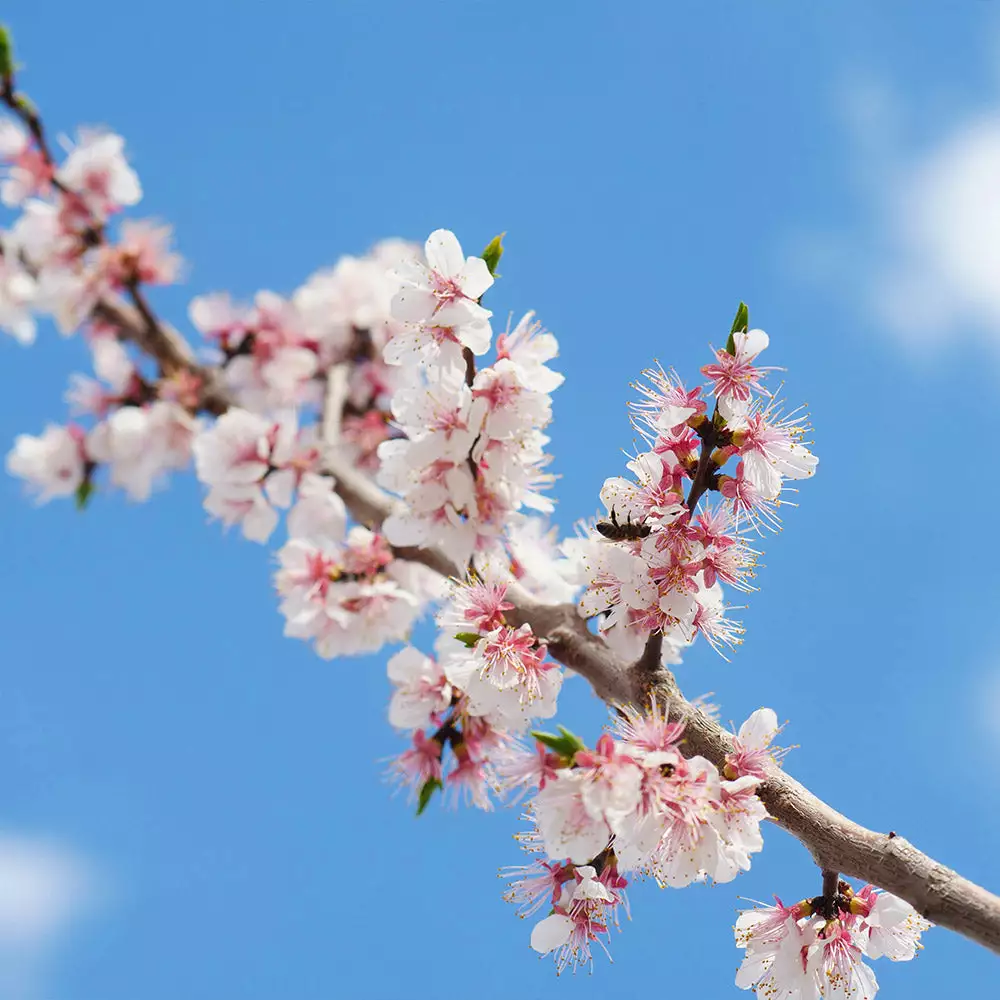 Fast Growing Trees Our Newest Arrivals Gold Kist Apricot Tree 6 Fast Growing Trees Our Newest Arrivals Gold Kist Apricot Tree