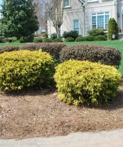 Fast Growing Trees Gold Mop Cypress 8 Fast Growing Trees Gold Mop Cypress