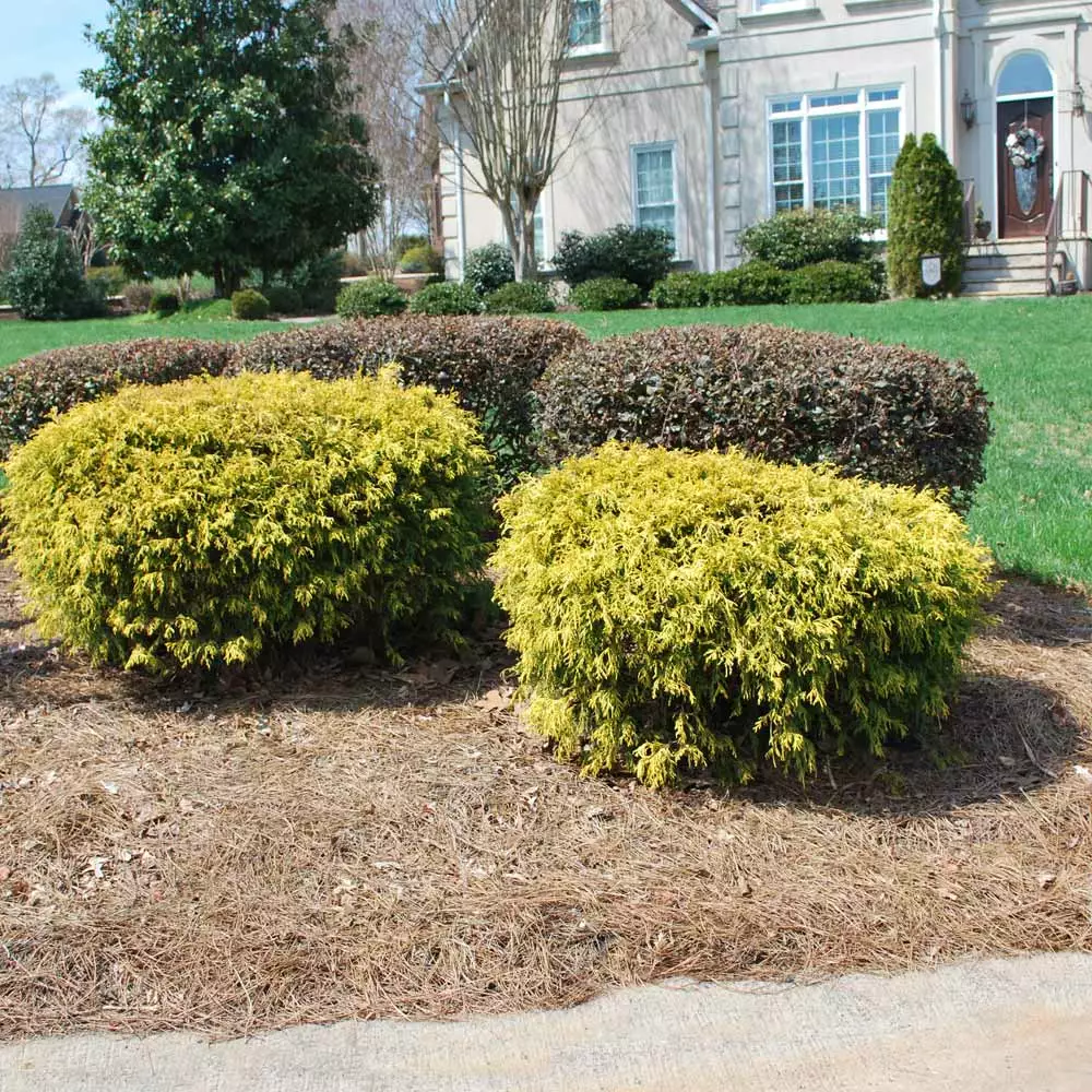 Fast Growing Trees Gold Mop Cypress 5 Fast Growing Trees Gold Mop Cypress