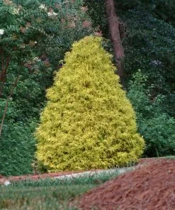 Fast Growing Trees Gold Mop Cypress