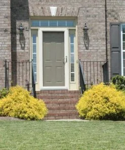 Fast Growing Trees Gold Mop Cypress 9 Fast Growing Trees Gold Mop Cypress