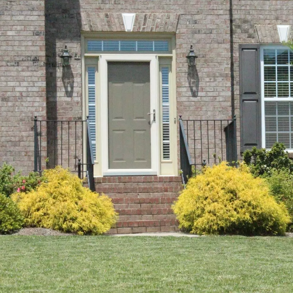 Fast Growing Trees Gold Mop Cypress 6 Fast Growing Trees Gold Mop Cypress