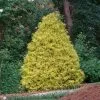 Fast Growing Trees Gold Mop Cypress 2 Fast Growing Trees Gold Mop Cypress