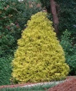 Fast Growing Trees Gold Mop Cypress