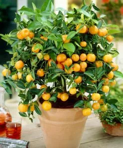 Fast Growing Trees Gold Nugget Mandarin Tree Citrus Trees