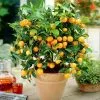 Fast Growing Trees Gold Nugget Mandarin Tree Citrus Trees 2 Fast Growing Trees Gold Nugget Mandarin Tree Citrus Trees