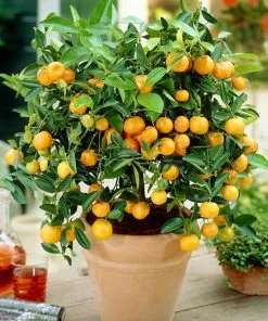 Fast Growing Trees Gold Nugget Mandarin Tree Citrus Trees