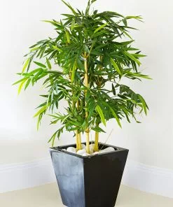 Fast Growing Trees Bamboo Trees Golden Bamboo