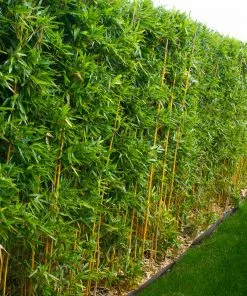 Fast Growing Trees Bamboo Trees Golden Bamboo 10 Fast Growing Trees Bamboo Trees Golden Bamboo
