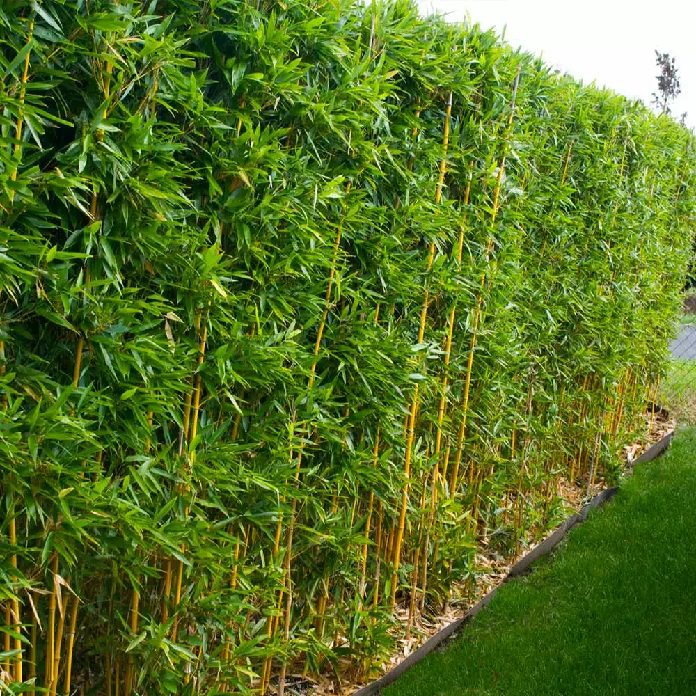 Fast Growing Trees Bamboo Trees Golden Bamboo 6 Fast Growing Trees Bamboo Trees Golden Bamboo