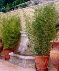 Fast Growing Trees Bamboo Trees Golden Bamboo 9 Fast Growing Trees Bamboo Trees Golden Bamboo