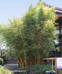 Fast Growing Trees Bamboo Trees Golden Bamboo 11 Fast Growing Trees Bamboo Trees Golden Bamboo