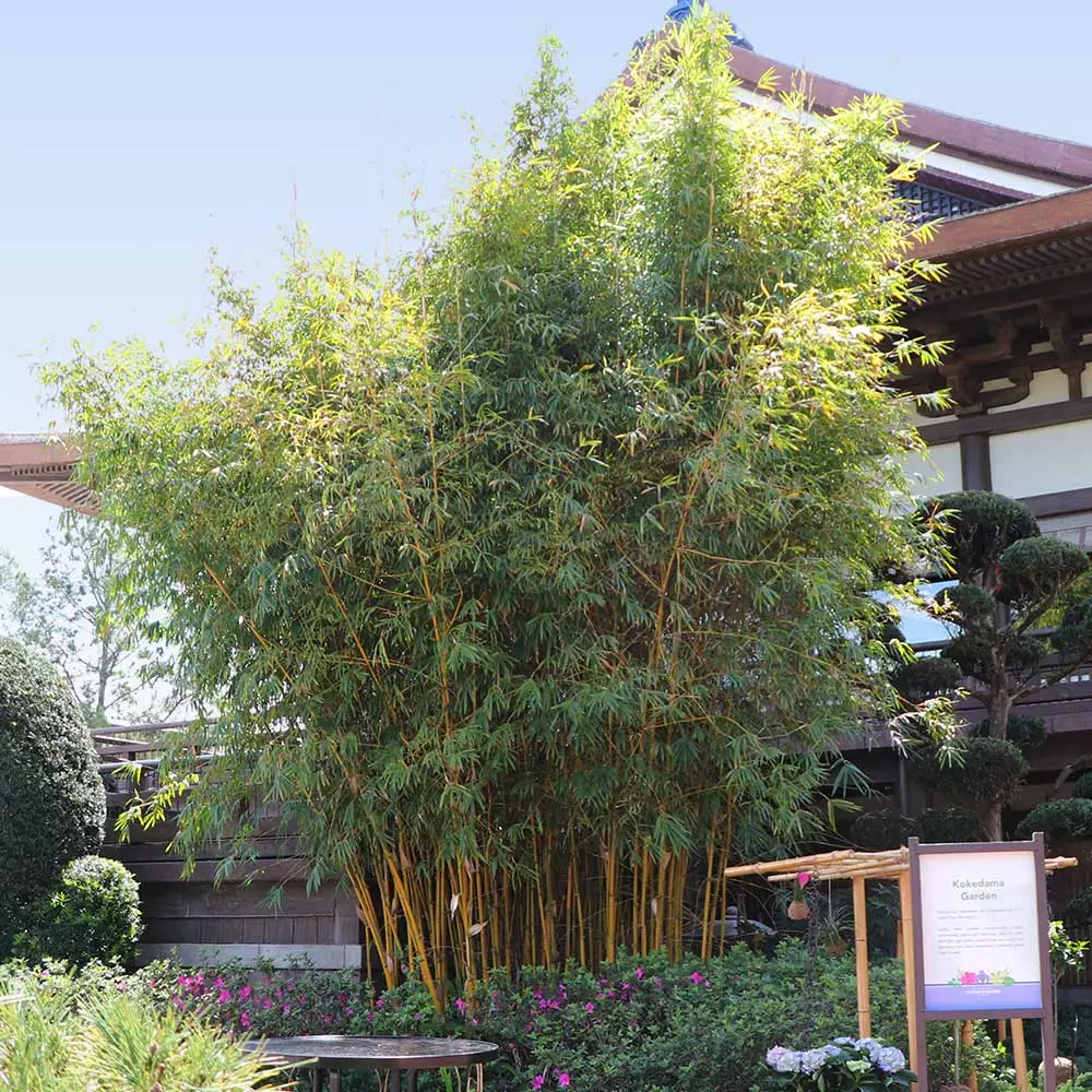 Fast Growing Trees Bamboo Trees Golden Bamboo 7 Fast Growing Trees Bamboo Trees Golden Bamboo