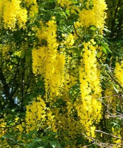 Fast Growing Trees Columnar Goldenchain Tree