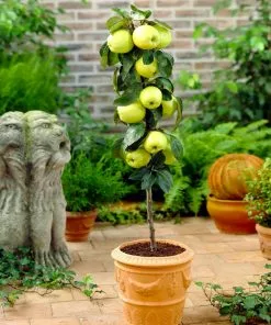 Fast Growing Trees Golden Sentinel Columnar Apple Tree Apple Trees