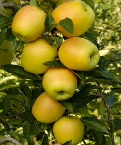 Fast Growing Trees Golden Sentinel Columnar Apple Tree Apple Trees 9 Fast Growing Trees Golden Sentinel Columnar Apple Tree Apple Trees