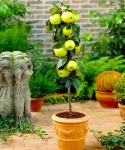 Fast Growing Trees Golden Sentinel Columnar Apple Tree Apple Trees