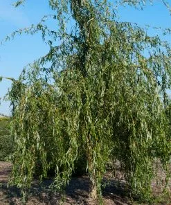 Fast Growing Trees Willow Trees Golden Curls' Corkscrew Willow 13 Fast Growing Trees Willow Trees Golden Curls' Corkscrew Willow