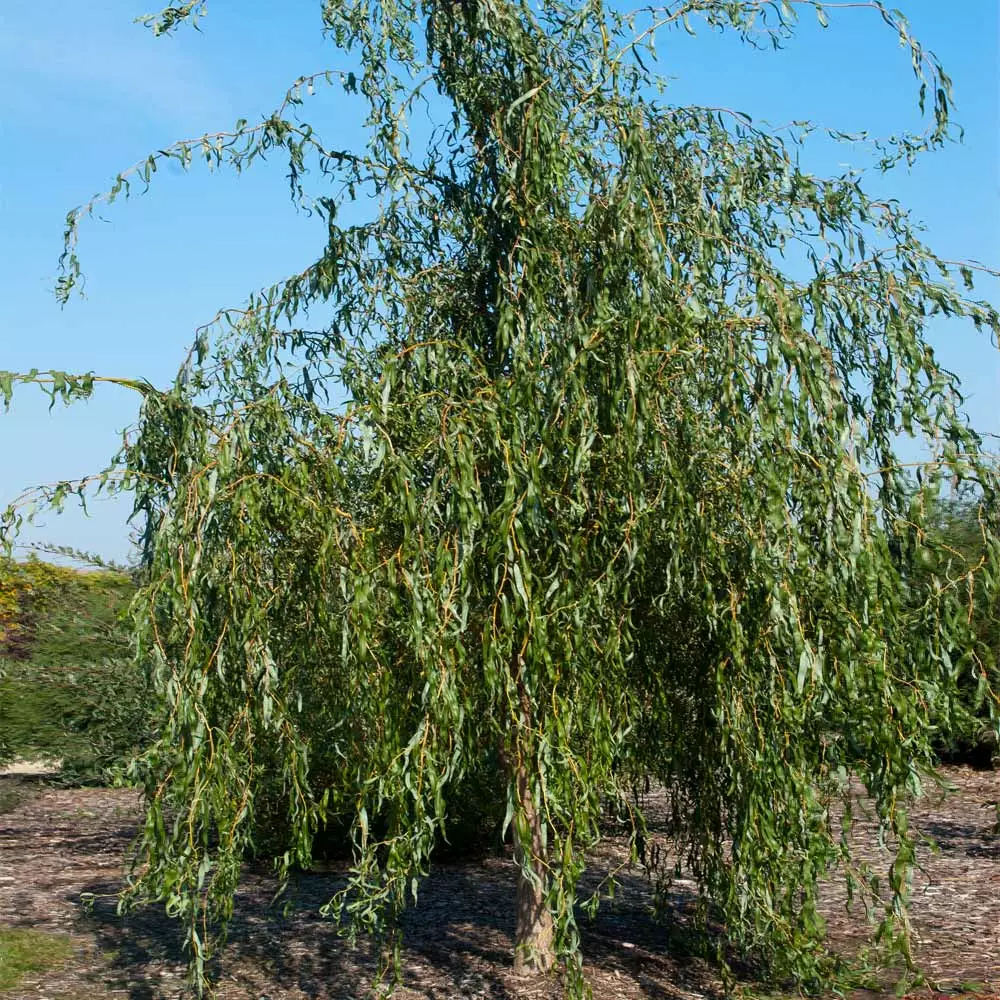 Fast Growing Trees Willow Trees Golden Curls' Corkscrew Willow 8 Fast Growing Trees Willow Trees Golden Curls' Corkscrew Willow