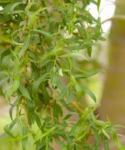 Fast Growing Trees Willow Trees Golden Curls' Corkscrew Willow 12 Fast Growing Trees Willow Trees Golden Curls' Corkscrew Willow