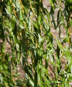 Fast Growing Trees Willow Trees Golden Curls' Corkscrew Willow
