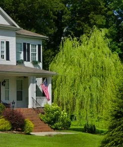 Fast Growing Trees Willow Trees Golden Curls' Corkscrew Willow 10 Fast Growing Trees Willow Trees Golden Curls' Corkscrew Willow