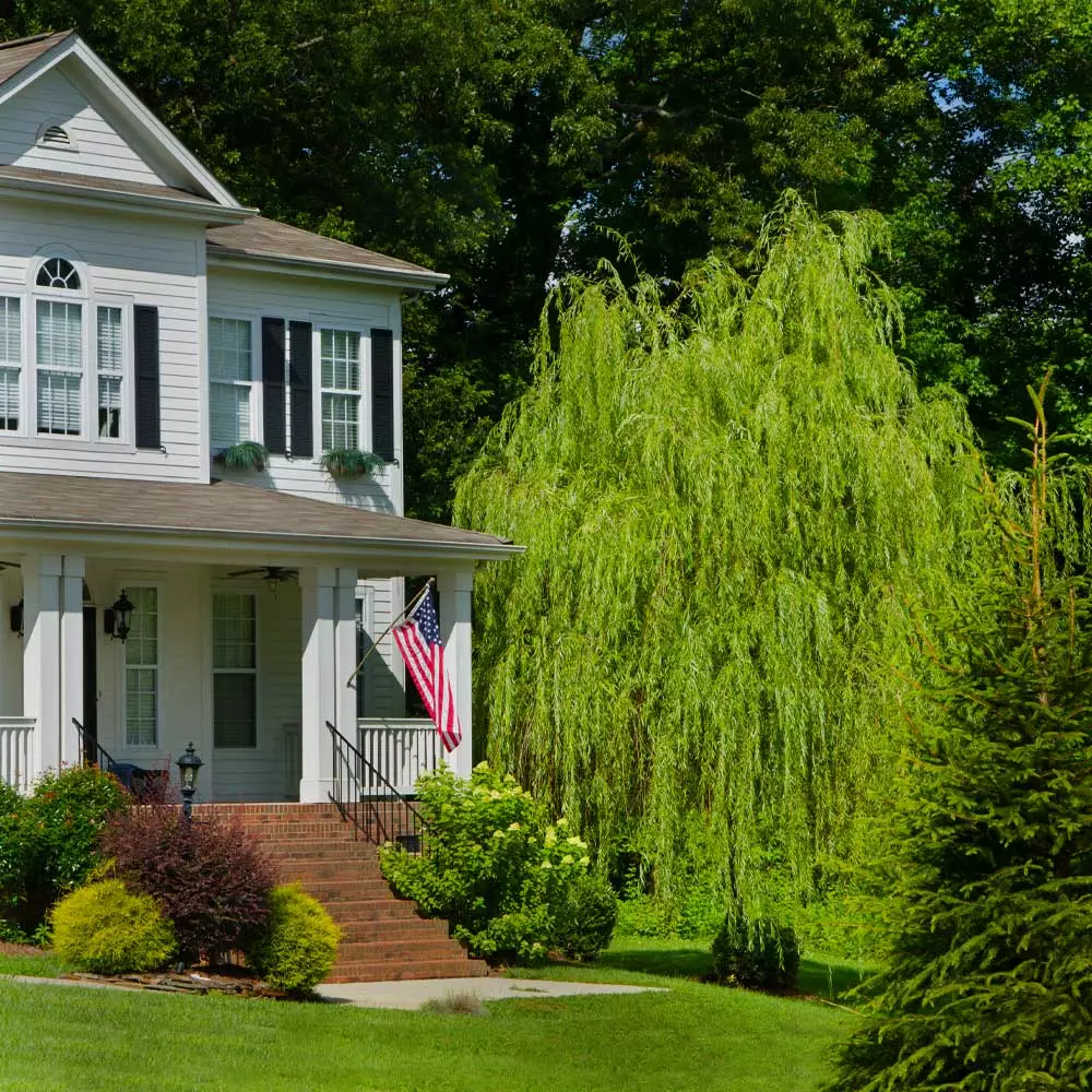 Fast Growing Trees Willow Trees Golden Curls' Corkscrew Willow 5 Fast Growing Trees Willow Trees Golden Curls' Corkscrew Willow