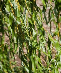 Fast Growing Trees Willow Trees Golden Curls' Corkscrew Willow