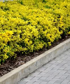 Fast Growing Trees See All Shrubs & Hedges Golden Euonymus Shrub