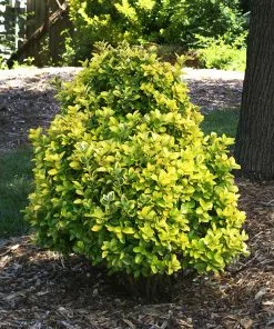Fast Growing Trees See All Shrubs & Hedges Golden Euonymus Shrub