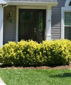 Fast Growing Trees See All Shrubs & Hedges Golden Euonymus Shrub